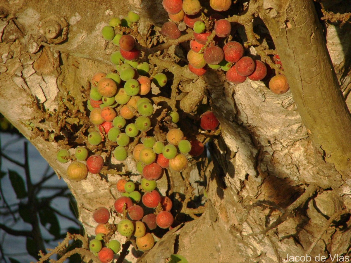 Ficus racemosa L.